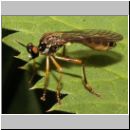 Dioctria linearis - Raubfliege 07.jpg